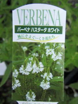 �o�[�x�i�@�n�X�^�[�^�@�z���C�g