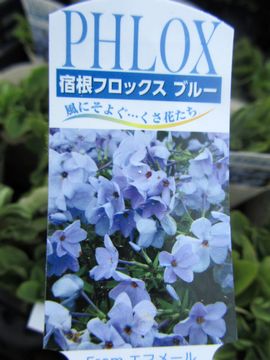 �h���t���b�N�X�@