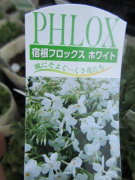 �h���t���b�N�X�@�z���C�g