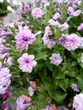 �y�`���j�A