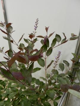 �j���W���{�N�@�v���v���A