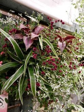 �n���M���O