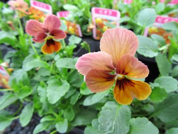 �r�r�@�}���S�[�A���e�B�[�N