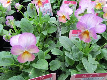 �r�r�@�s���N�A���e�B�[�N