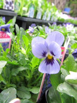 �r�r�@�T�t�@�C�A�E�B�Y�u���b�`