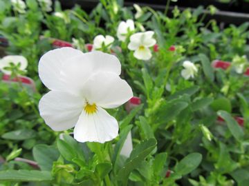 �r�r�@�N���A�z���C�g