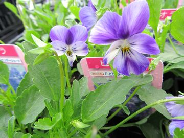 �r�r�@���x���_�[�V�F�[�h