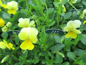 �x�r�[�������C�G���[