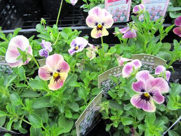 �݂�т�����