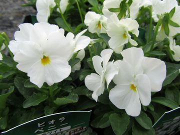 �y�j�[�z���C�g