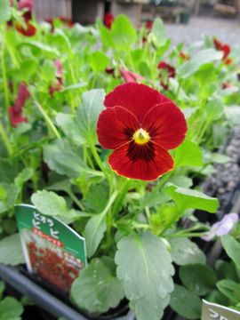 �r�r�@�X�J�[���b�g