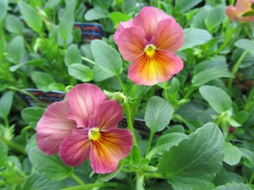 �E�B���^�[�p���W�[�@�u���[�Y���@�V�F�[�h