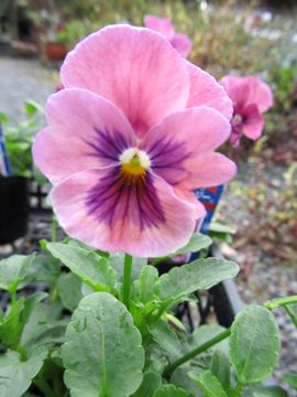 �E�B���^�[�p���W�[�@���[�Y�s���N