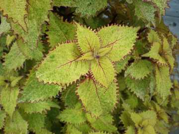 �R���E�X�@�G�E���J