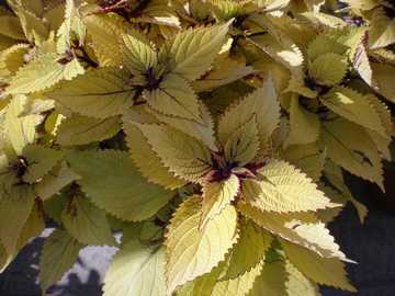 �R���E�X�@�J���[���[�t