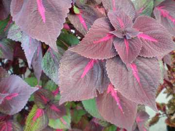 �R���E�X�@�W�[���@�ԗt