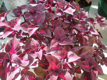 �R���E�X�@�}�M��