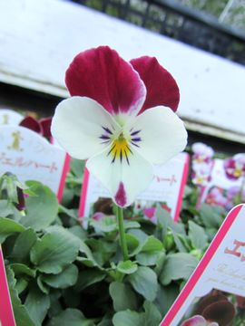 �G���W�F���n�[�g