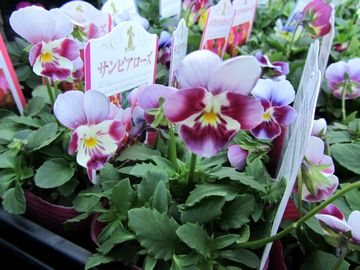 �T���s�A���[�Y