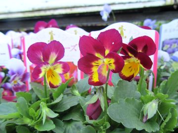 �p�X�e�����[�Y