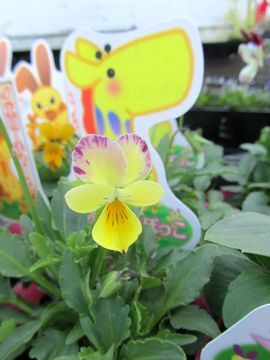 �����̂ЂȂ��ڂ���