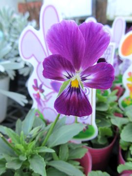 �u�̏�̃��r�^