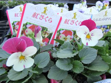 �g������