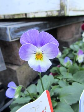 ���ʃL�����f�B