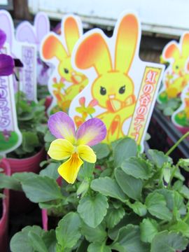 ���̒J�̃e�B�R