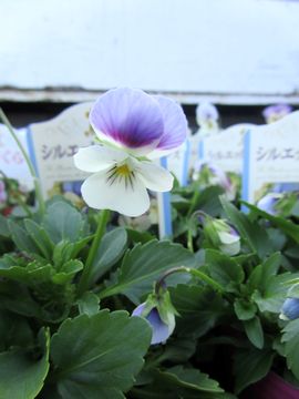 �V���G�b�g���}���X