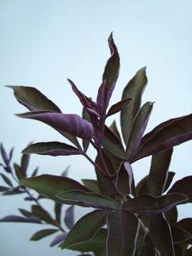 ���@�C�e�b�N�X�@�v���v���A