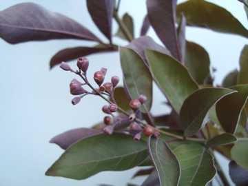 ���@�C�e�b�N�X�@�v���v���A�@��