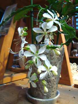 �N�������h�E