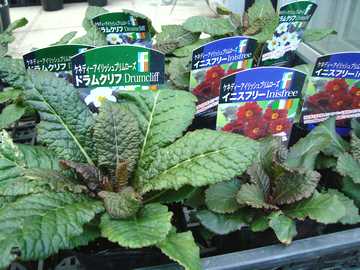 �P�l�f�B�A�C���b�V���v�������[�Y