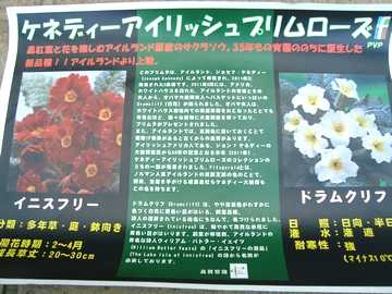 �P�l�f�B�A�C���b�V���v�������[�Y�@����