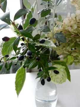 �M���o�C�J