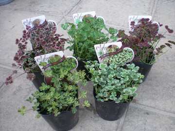 �N���[�o�[�@�������|