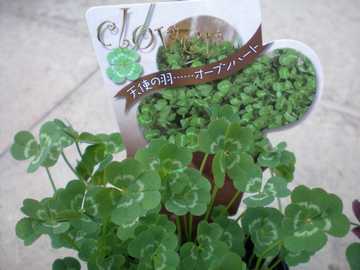 �N���[�o�[�@�I�[�v���n�[�g