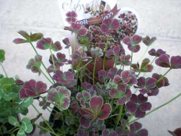 �N���[�o�[�@�V���R��