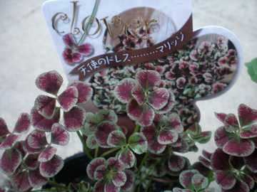 �N���[�o�[�@�}���b�W