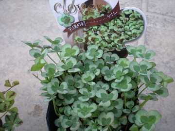 �N���[�o�[�@���C��