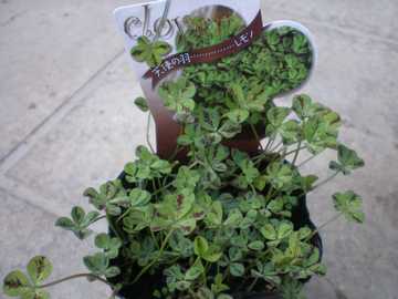 �N���[�o�[�@������