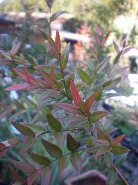 �V���L�[�x���[