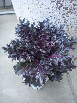 �n�{�^���@�u���b�N�X����