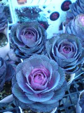 �n�{�^���@�u���b�N���V�A��