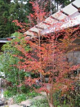 �q���V�����@�g�t