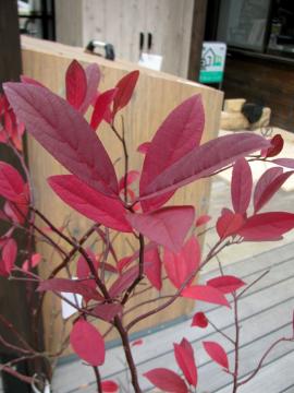 �w�����[�Y�K�[�l�b�g