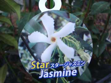 �X�^�[�W���X�~��