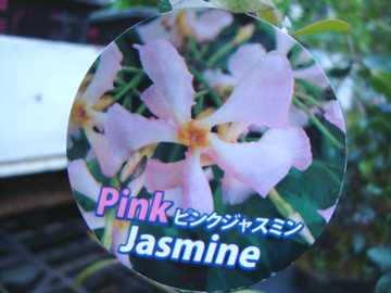 �s���N�W���X�~��