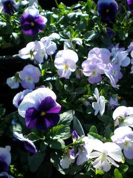 �r�I���@�t���[�����p���[